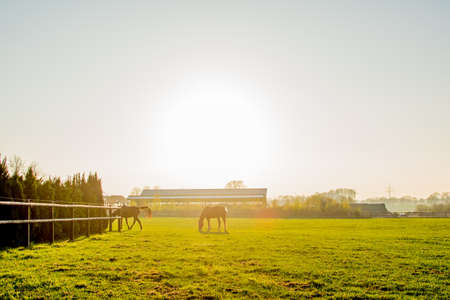 horses at sunset in a big field Europe Germanyの写真素材