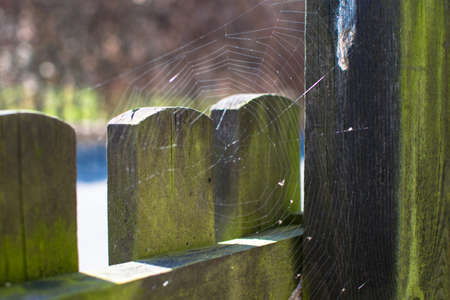 spider web on a wooden fence in the afternoonの写真素材