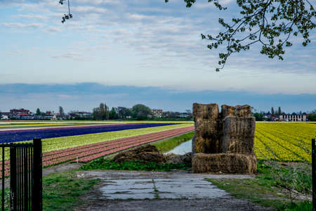colorful flower field in Netherlands with sky backgroundの写真素材