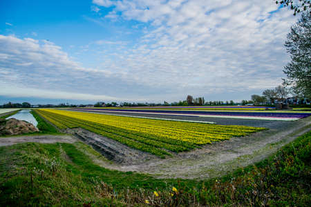 colorful flower field in Netherlands with sky backgroundの写真素材
