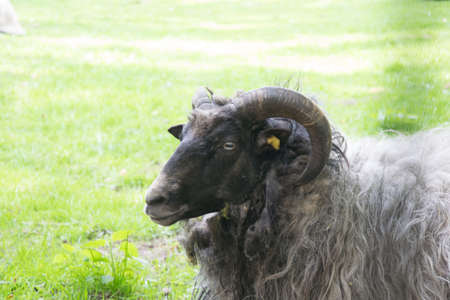 big strong sheep male with long hornsの写真素材