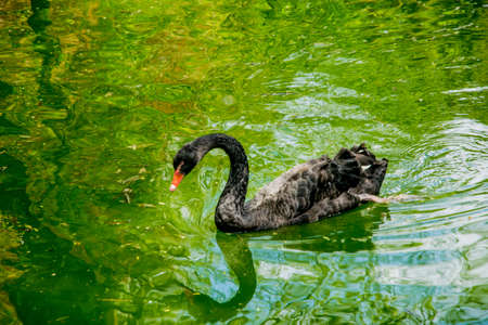 black swan on a green surface water at springの写真素材