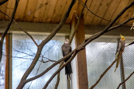 colorful bird inside a big cage on a wooden branchの写真素材