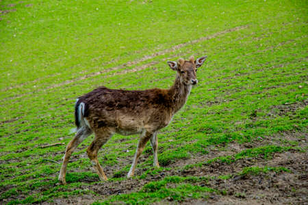 beautiful green view with deers in natureの写真素材