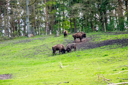 European big brown bison in a green fieldの写真素材