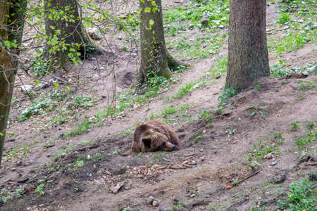 big bear sleeping in natureの写真素材