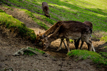 beautiful green view with deers in natureの写真素材