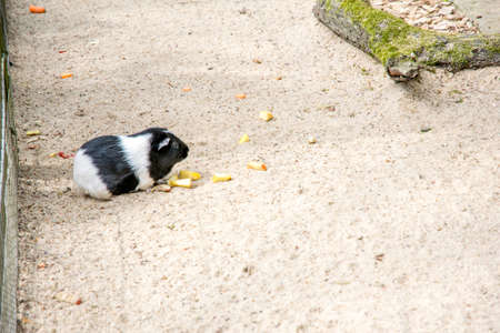 beautiful fat hamster in a zoo Europeの写真素材