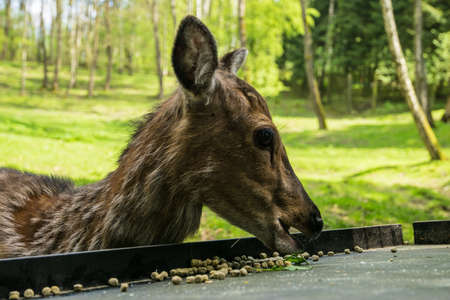 beautiful deer in a big green field Europeの写真素材