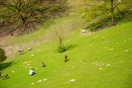 beautiful green view with deers in natureの写真素材
