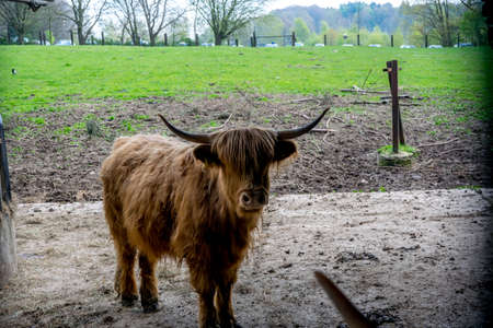 highland cattle brown with nice curly hair
