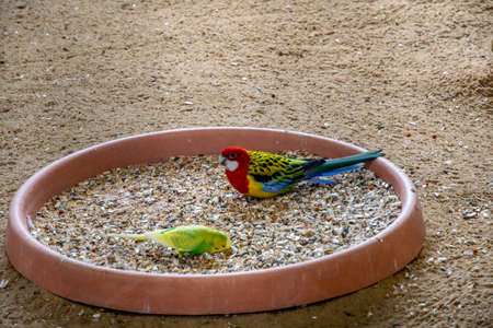 colorful bird inside a big cage on a wooden branchの写真素材