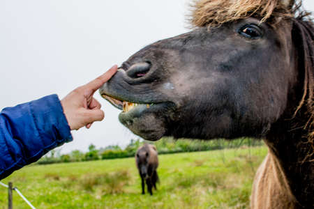 a funny face of a brown horse expressionの写真素材