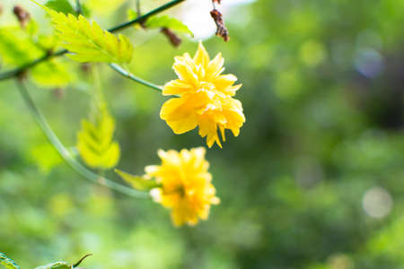 beautiful nature flower in a European Garden