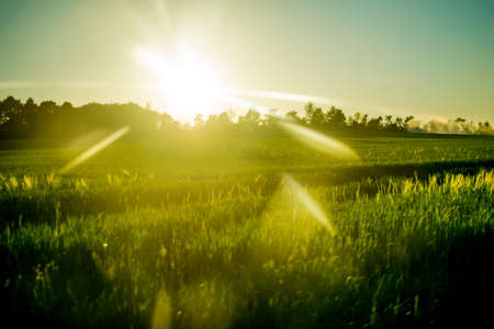 green landscape at sunset in Europeの写真素材