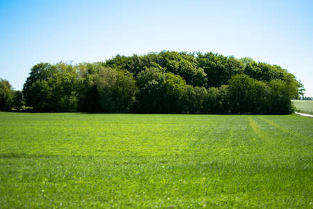 Beautiful green nature in Europe from the roadの写真素材