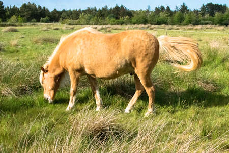 a lovely horse in a big green fieldの写真素材