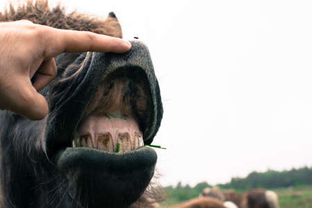 a funny face of a brown horse expressionの写真素材