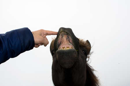 a funny face of a brown horse expressionの写真素材