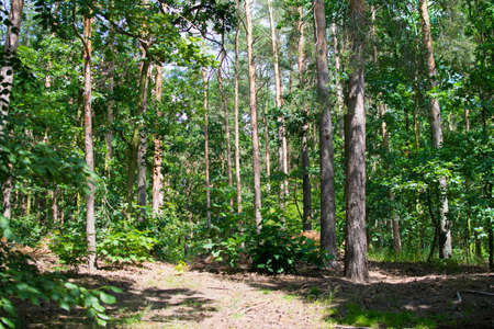 beautiful green trees in summer