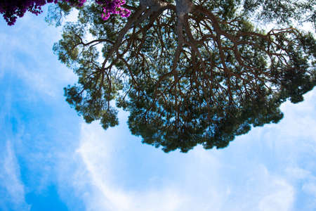 foreground tree in Europe for designの写真素材