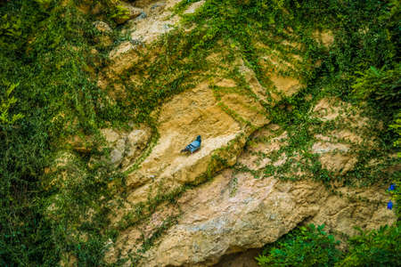 Beautiful scene with green elements on a bright day in Europeの写真素材