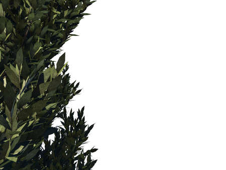 3d rendering of a foreground tree branch isolated on white backgroundの写真素材