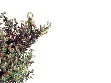 3d rendering of a foreground flower branch isolated on whiteの写真素材