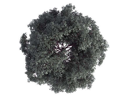 3d rendering of a realistic green top view tree isolated on whiteの写真素材