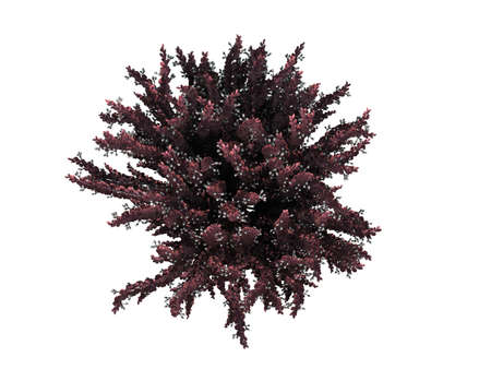 3d rendering of a realistic green top view tree isolated on whiteの写真素材