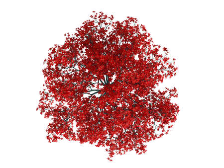 3d rendering of a realistic green top view tree isolated on whiteの写真素材