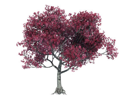 3d rendering of a realistic green tree isolated on whiteの写真素材