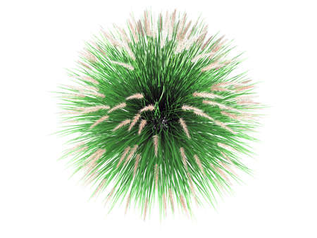 3d rendering of a flower bush from top view isolated on whiteの写真素材