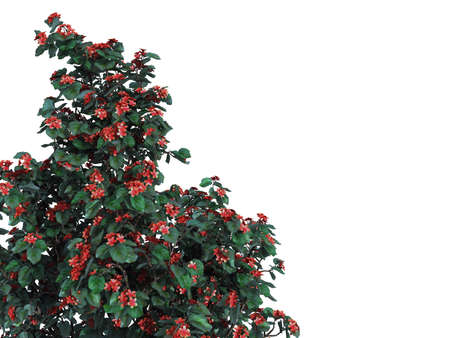 3d rendering of a foreground flower branch isolated on white