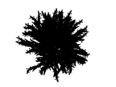 3d rendering of a silhouette tree isolated on white backgroundの写真素材