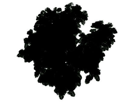 3d rendering of a silhouette tree isolated on white backgroundの写真素材