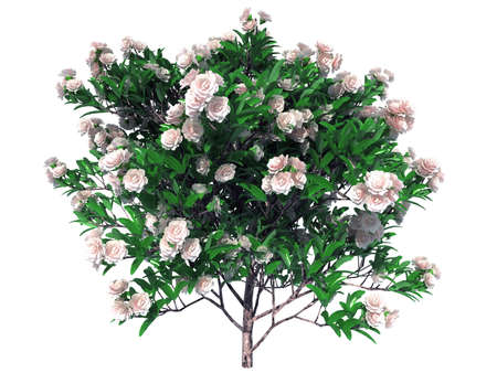 3d rendering of a realistic flower bush isolated on whiteの写真素材