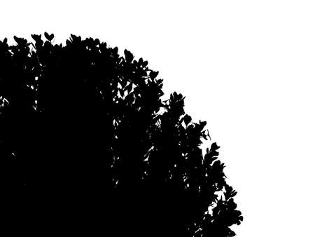 3d rendering of a silhouette tree isolated on white backgroundの写真素材