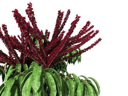 3d rendering of a realistic flower bush from front  view isolated on whiteの写真素材