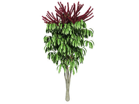 3d rendering of a realistic green tree isolated on whiteの写真素材