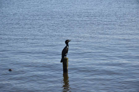sunny day in hamburg with green water and nice nature