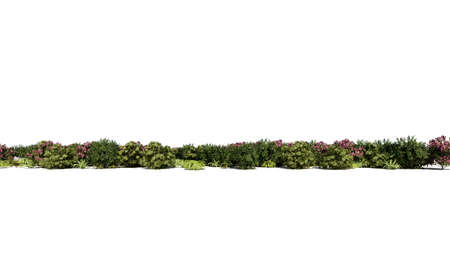 3d rendering of a group of plants raw for architectrural background use isolated on whiteの写真素材