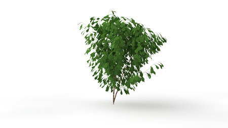 3d rendering of a plant isolated on white backgroundの写真素材