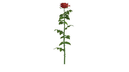 3d rendering of a green plant isolated on a white backgroundの写真素材