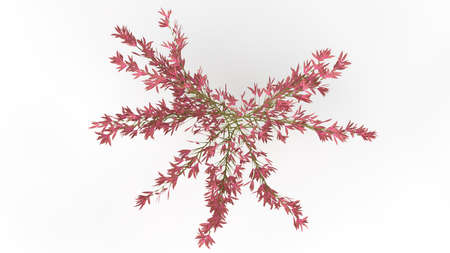3d rendering of a plant isolated on white backgroundの写真素材