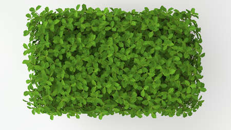 3d rendering of a green plant isolated on a white backgroundの写真素材