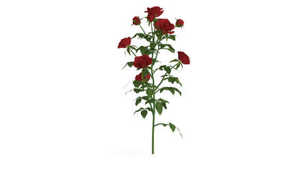 3d rendering of a green plant isolated on a white backgroundの写真素材