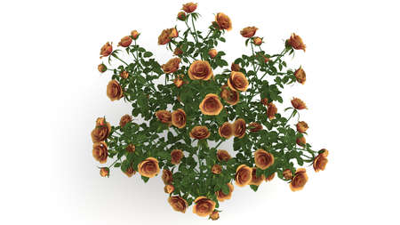 3d rendering of a green plant isolated on a white backgroundの写真素材