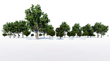 3d rendering of a group of tree raw for architectrural background use isolated on whiteの写真素材
