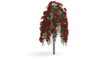 3d rendering of a green plant isolated on a white backgroundの写真素材